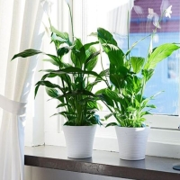綠植花卉新手要掌握的幾個養護知識