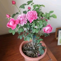 想要家里花草不生病日常養護很重要